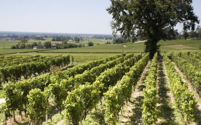 The EDP Wine Course part 2 – Bordeaux