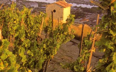 The Eastern Daily Press Wine Course part 4 – Rhône