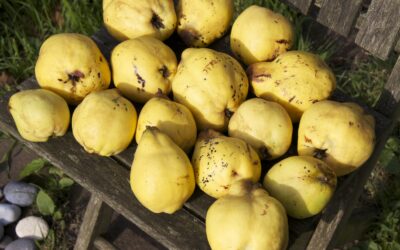 Membrillo