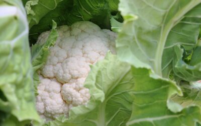 Cauliflower Cheese
